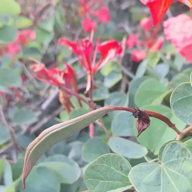 thumbnail for publication: Bauhinia galpinii: Red Bauhinia, Red Orchid Bush